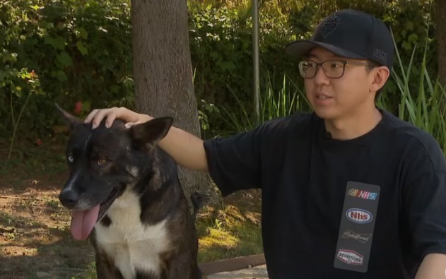 He Stayed When No One Else Did: How One YouTuber Saved a Loyal Dog After a Hit-and-Run