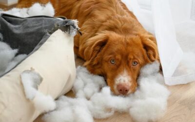 Leaving Your Dog Alone? Here’s Why It’s a Bomb Waiting to Explode—And How to Disarm It.