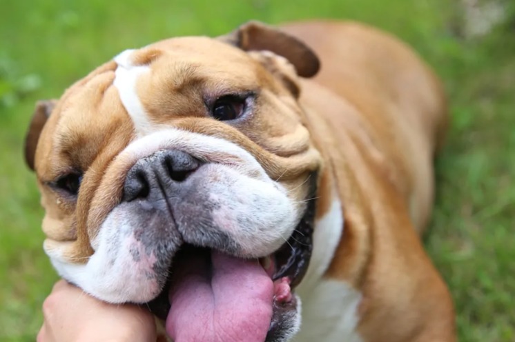 Dolly the Frenchie Melts Into Foster Mom’s Arms—Rescue Love in Full Bloom