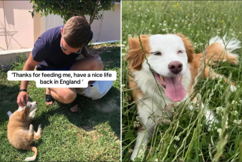 Vacation Surprise: The Dog Who Stole Their Hearts