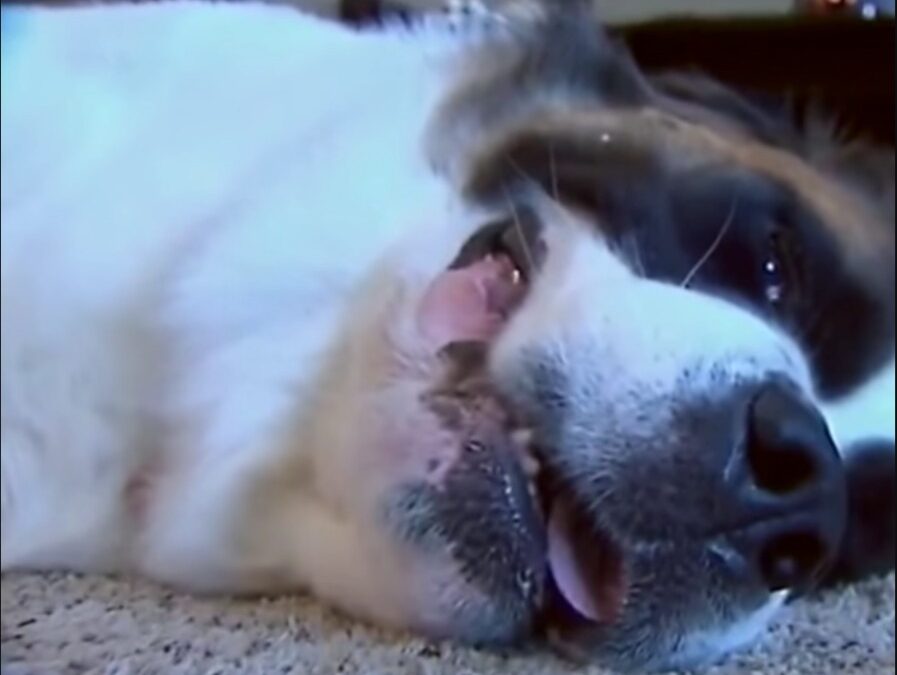 At 2 AM, Dory Ignited Her Hero Mode—Woke Her Family to Save Them