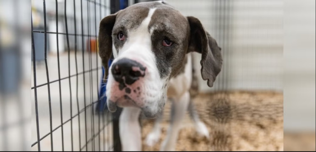 Neglected, Storm-tossed, Then Loved: The Journey of Drax the Great Dane