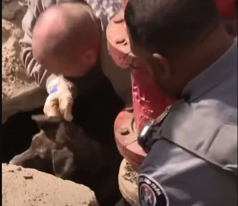Miracle in Highland Park: Elderly Dog Pulled from Collapsed Sidewalk Before It’s Too Late