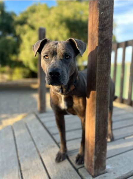 One-Year-Old Eleven Is Potty-Trained, Kind, and Looking for You