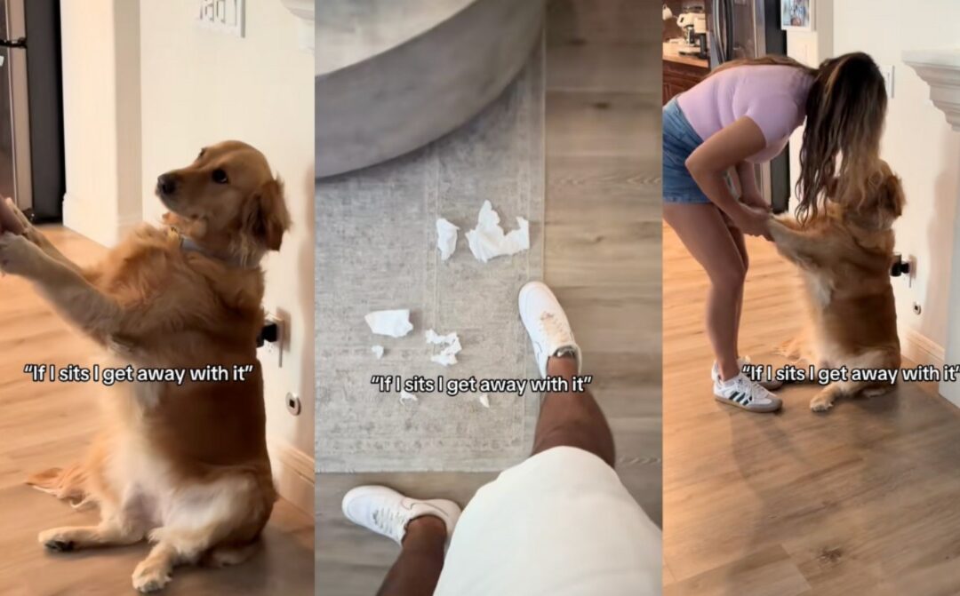 She’s Caught Red-Handed — Then She Pulls the Cutest Pardon Act