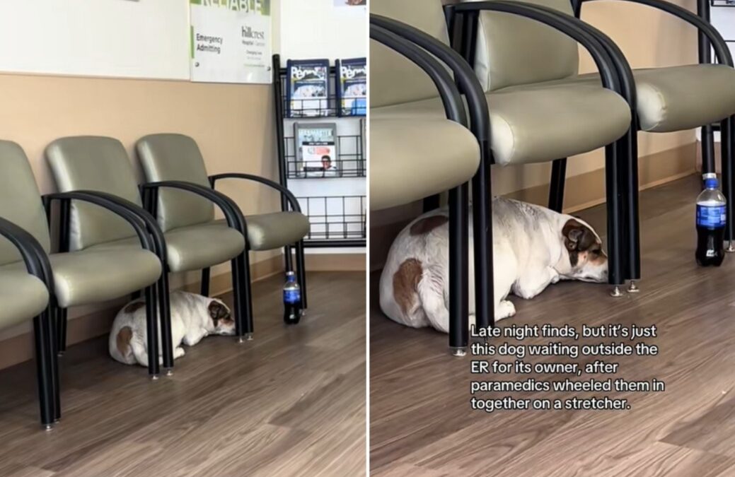 Loyalty on Display: Dog Lies Under Chairs, Waiting for His Human