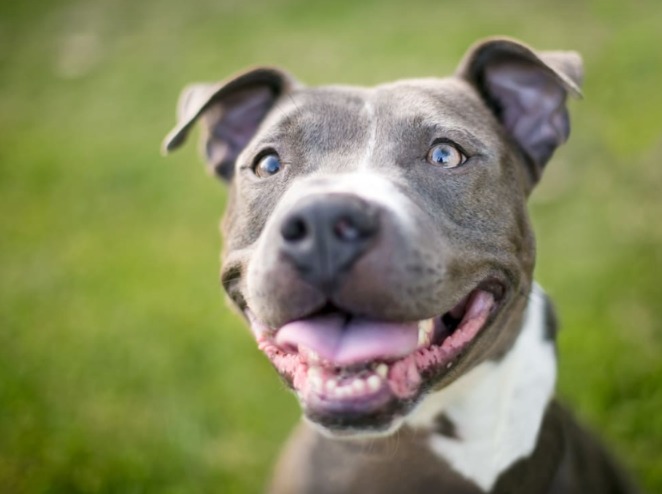 After Living Outside 18 Months, Faith Finally Walks Inside on Her Own