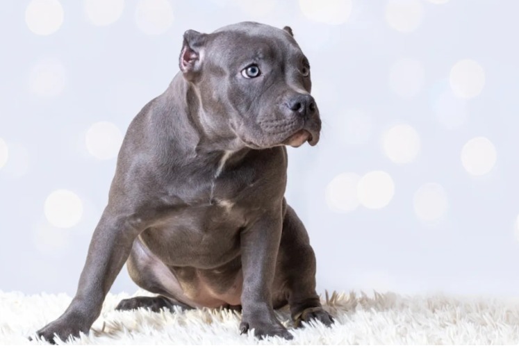 How One Dog’s Rescue Proved That Kindness Really Can Change a Life