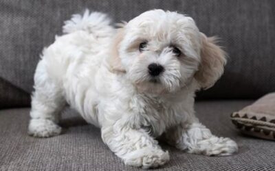 Impulse Control for Dogs: The Secret to Calm, Happy Companions