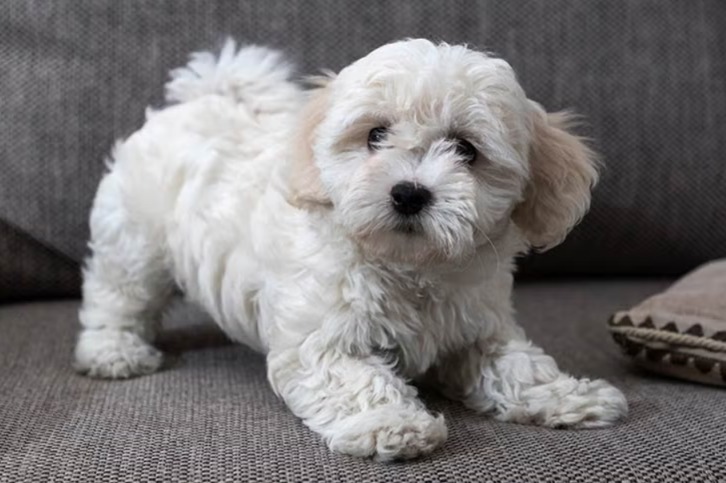 Impulse Control for Dogs: The Secret to Calm, Happy Companions