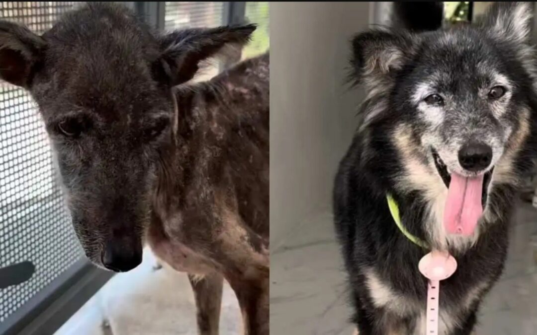 Eight Months Later, You Won’t Recognize This Once-Broken Pup