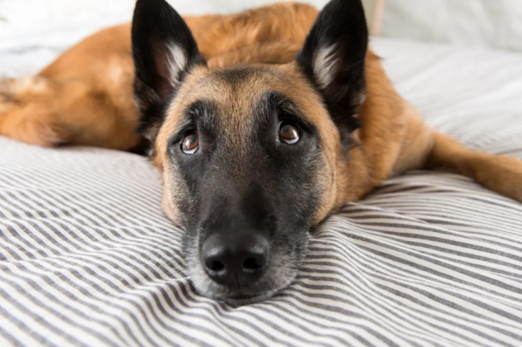 Three Legs, One Big Heart: How Aggie Stole Her Foster Mom’s Forever