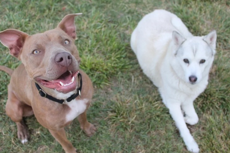From Chains to Champagne: How Two Dogs Found Love (and a Private Pool!)