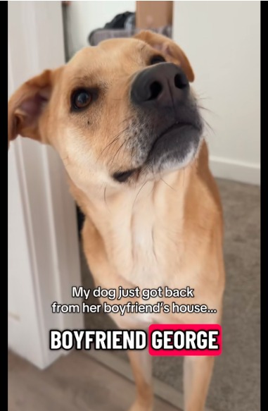 Sandy the Rescue Pup Brags About Her Boyfriend—And Our Hearts Are Melting