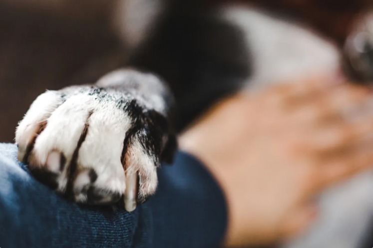 Meet George: The Pup Who Picks the Dinner Table’s Softest Target