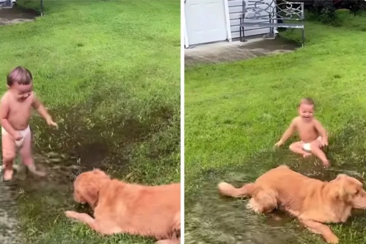 Leap, Splash, Laugh: A Puppy and Toddler’s Puddle Moment You Can’t Miss