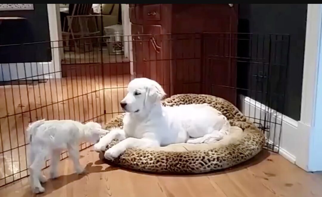 When Puppy Meets Kid: A Golden Pup’s Goofy First Encounter with a Baby Goat