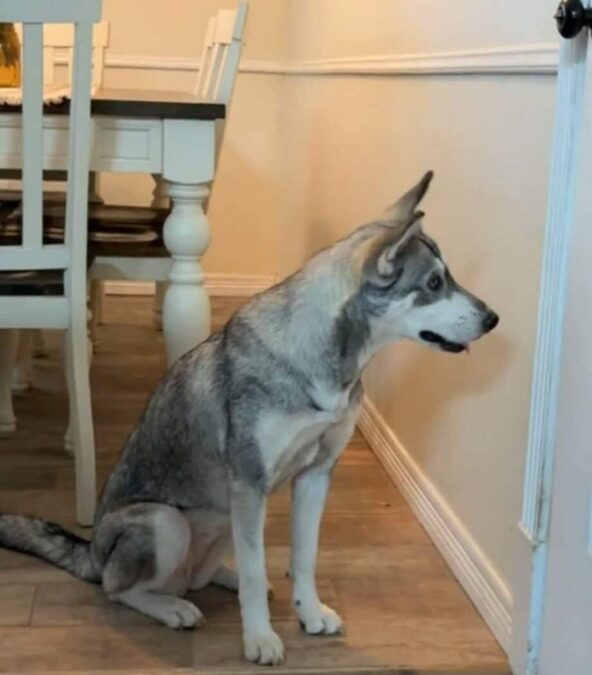 Chew First, Ask Forgiveness Later—When a Pup Just Couldn’t Bear to Be Apart