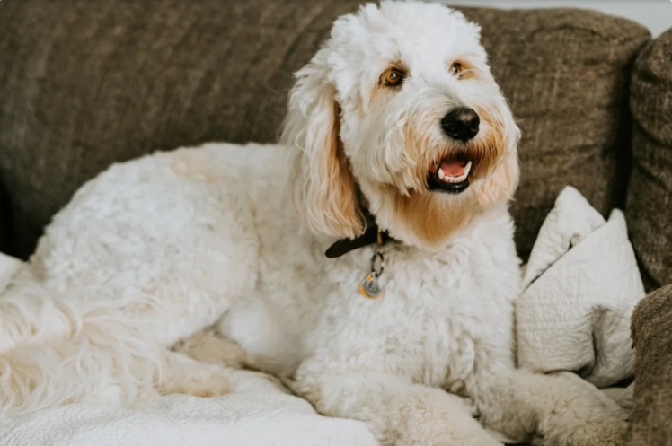 Goldendoodle’s Snuggle Turns Into Viral “Scoot and Toot” Moment