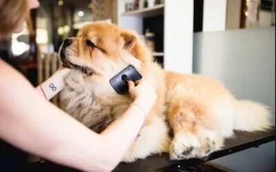 Dirty Dog? Here’s How to Break the Grooming Nightmare—And Keep It That Way