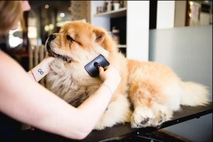 Dirty Dog? Here’s How to Break the Grooming Nightmare—And Keep It That Way
