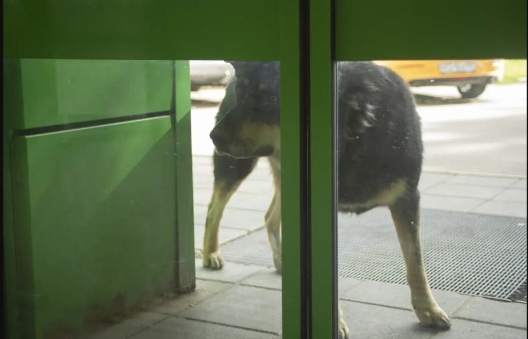 Alone Outside the Gym, Pluto’s Waiting Ends With Rescue and New Home