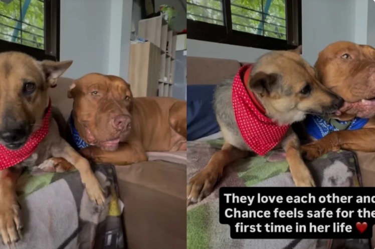 Meet Chance & Hank: The Duo That Saves One Another Daily