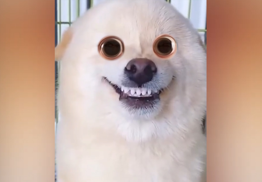 When Dogs Turn Fails Into Pure Comedy! 🐕🤣