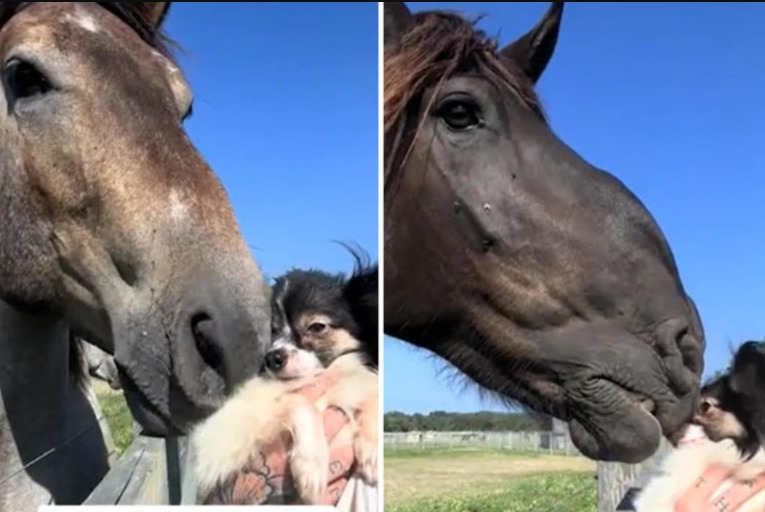 A Rescue Dog Meets a Rescue Horse: An Unlikely Bond