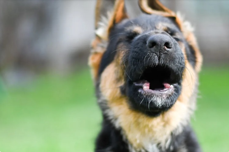 From Silence to Song, Ambrose’s First Happy Howl