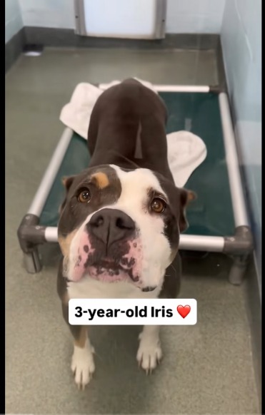 Waiting for a Friend: The Story of a Pit Bull Who Still Believes