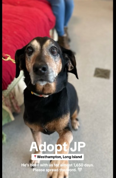 Six Years and Still Waiting: JP the Senior Pup Deserves a Forever Home