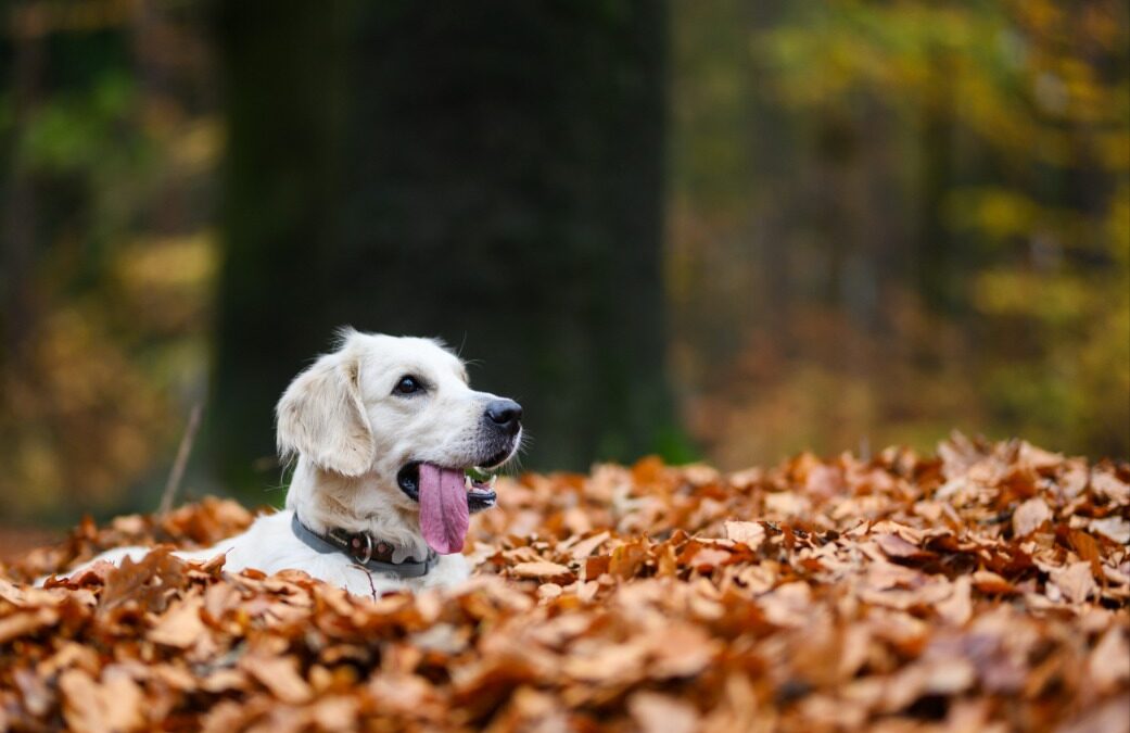 The Hidden Dangers in Leaf Piles (and How to Make Leaf Play Safe for Dogs)
