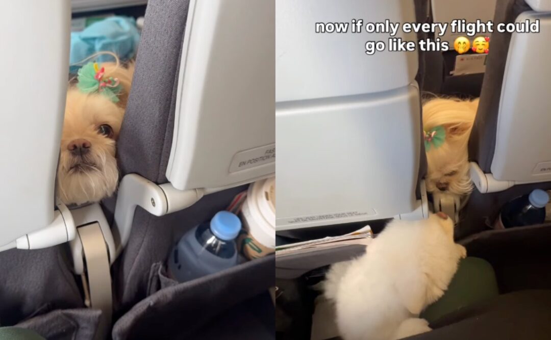 That Viral Pomeranian Video? There’s More to the Flight Story