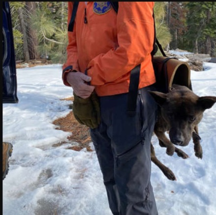 Tumbled Down a Waterfall, Still Wagging: The Rescue of Moscow