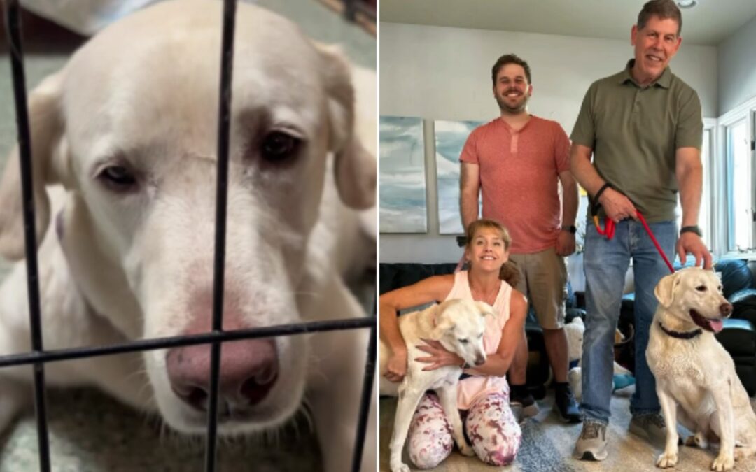 Years of Waiting, One Perfect Match: Lucky’s Long Road to a Home