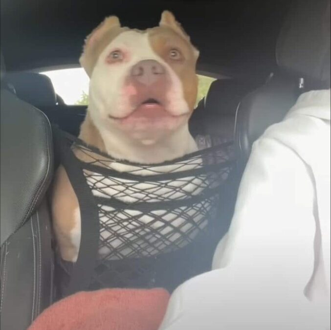 When Memory Fades, Compassion Steps Forward: Lucy’s Story of Caring for Domino