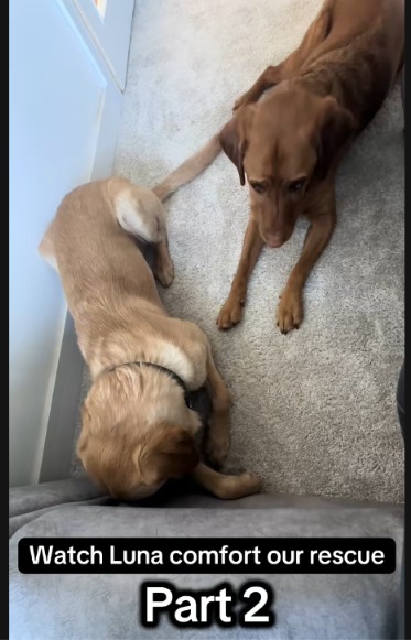 When Luna Comforts Ronnie: A Rescue Tale That Hits You Square in the Heart