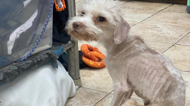 Emaciated but Unbroken: Lux’s Road to Healing