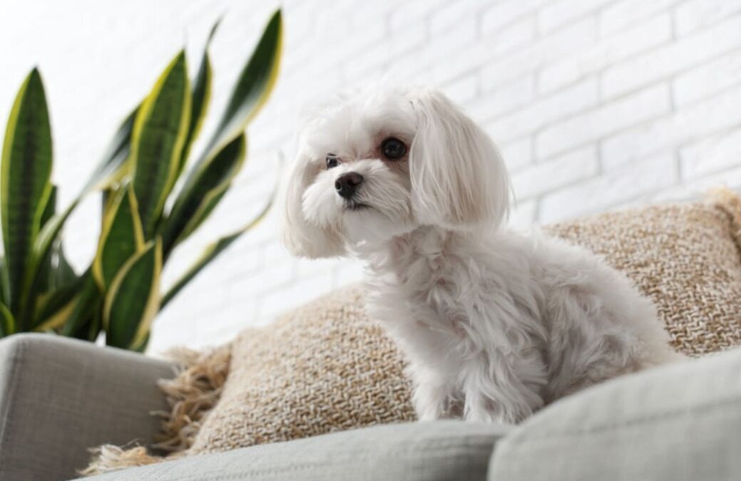 Your Maltese Isn’t Just Barking — He’s Delivering a Secret Message
