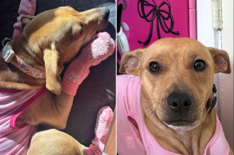 Struck, Broken, Then Rescued: The Story of Marcie Ann’s Comeback