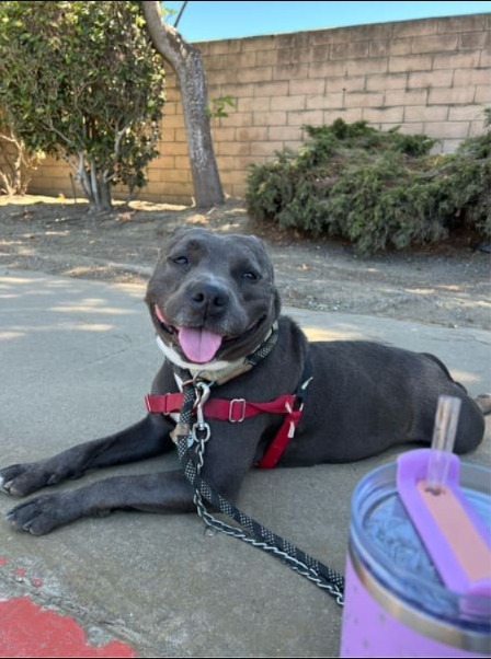 Could Marie Be Your Next Best Friend? Meet This Sweet Dog of the Week