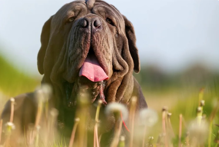 Abandoned Twice, Loved Forever: Ferdinand’s Viral Rescue