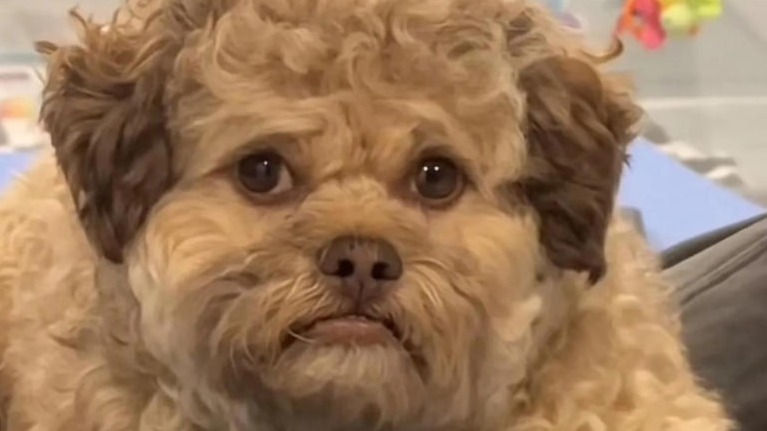 Why This Dog Looks More Human Than Your Neighbor