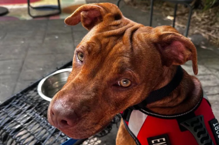 She Said She Was “Just Looking”—This Shy Puppy Had Other Plans