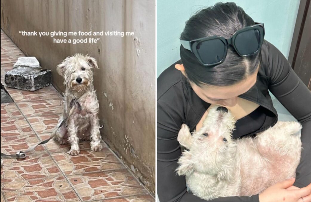 She Was Thin, Afraid, Abused — Four Years Later, Milky Is Unrecognizable
