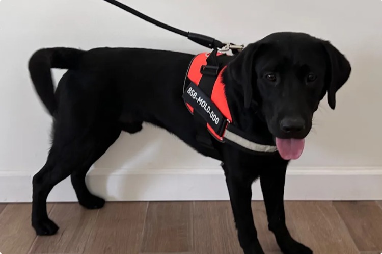 The Nose Knows: Why This Florida Entrepreneur Ditched Technology for a Four-Legged Partner