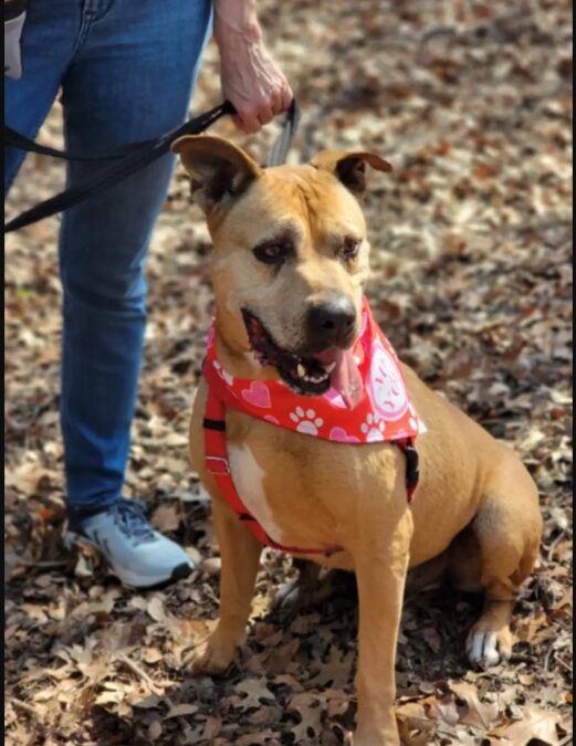 This Dog Has Been in a Shelter So Long You’ll Hate the Wait