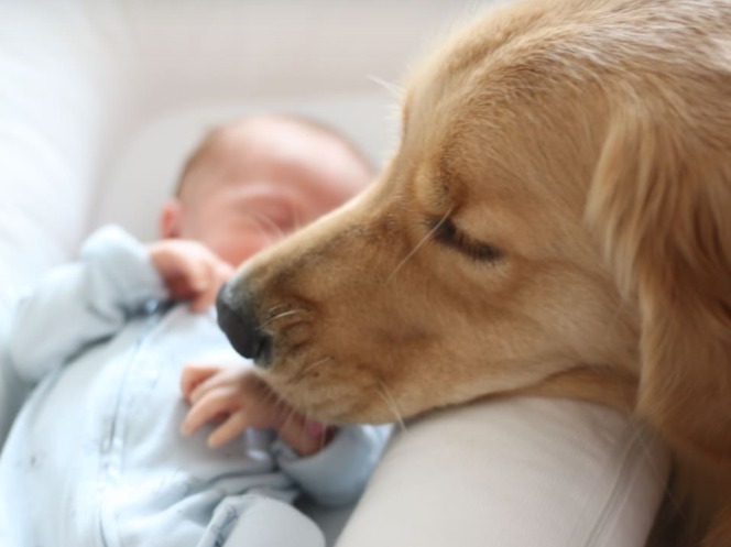 Side-By-Side for Slumber: Golden Retriever Refuses to Leave Baby’s Side