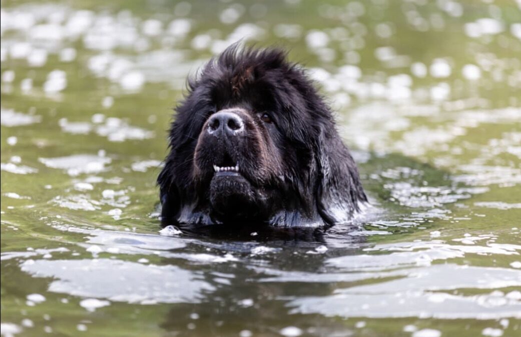 This Dog Is So Devoted, He Thinks a Pool Party Is a Drowning Emergency